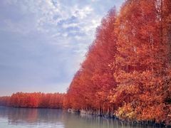 -上海海湾国家森林公园