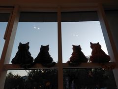-飞行喵MR PILOT|猫舍·猫咖(静安大融城店)