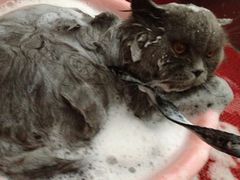 -骐奇宠物诊疗中心(南亭公路店)