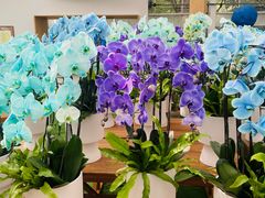 -上海鲜花港