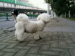android_upload_pic-甄爱宠物医院(疏影路店)