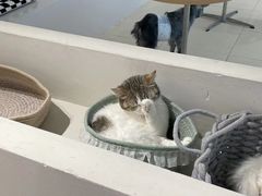 -怪兽屋·羊驼·猫咖·狗咖(俊华广场店)
