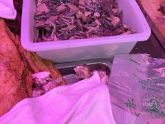 -洪记白水羊头(留学路店)