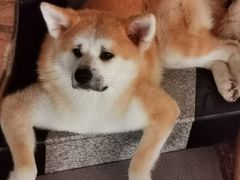 -喜柴咖啡·柴犬狗咖
