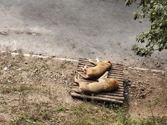 -大连森林动物园