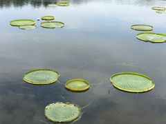 -荷塘月色湿地公园·向阳花洲