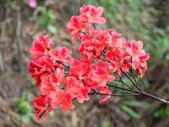 -瑞安圣井山景区