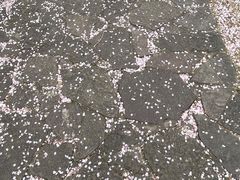 -嘉定紫藤园