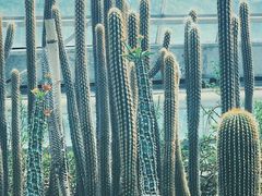 -南山植物园