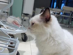 -怪兽屋·羊驼·猫咖·狗咖(俊华广场店)