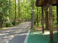 -东平国家森林公园