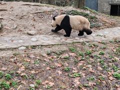 -青城山