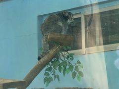 -青藏高原野生动物园