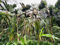 -中国科学院西双版纳热带植物园