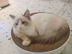 -喵喵咪呀布偶猫咖(春熙路店)