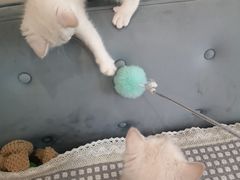 -萌兽医馆·眼科·异宠专科(三里屯店)