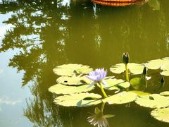 -国家植物园南园