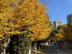 -长白岛森林公园