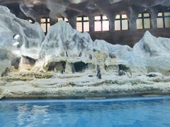 -帝企鹅自助餐厅•儿童岛•真企鹅(长隆企鹅酒店)