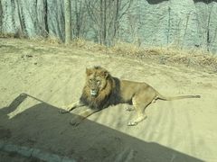 -北京野生动物园