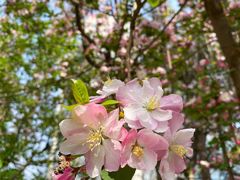 -海棠花溪(元大都城垣遗址公园)