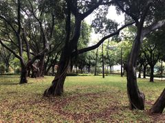 -王借岗森林公园