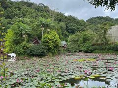 -野象谷景区