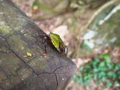 -祁门牯牛降观音堂风景区