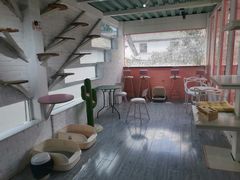 -喵屿·大理花园猫咖