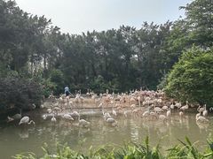 -广州长隆飞鸟乐园