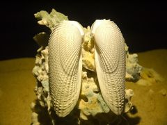 -亚龙湾中心广场·贝壳馆