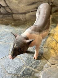 -Zoolung Zoolung动物主题公园(海信广场店)