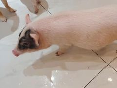 -柴源莊·柴小宠柴犬咖啡