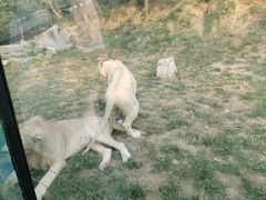 -石家庄市动物园