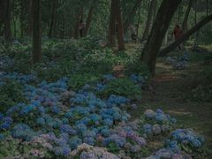 -上海共青森林公园