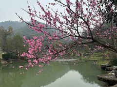 -桃花岭景区