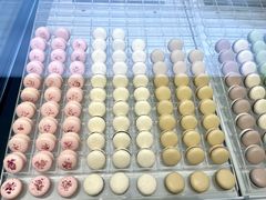 -BLACKSWAN黑天鹅(新希望店)