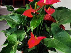 -名善山珍·野生菌汤锅(文殊院店)