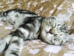 -纳吉亚猫专科动物诊疗中心(蒋宅口分院)