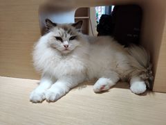 -瞄一喵猫咖(格力海岸店)