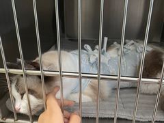 -悦宠凯宝动物医院·牙科·皮肤科(朝阳北路店)