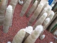 -南通洲际绿博园