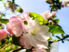 -海棠花溪(元大都城垣遗址公园)