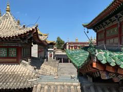 -塔尔寺菩提树