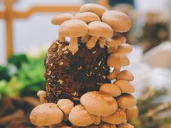 -椰子营·椰子鸡火锅(万象里店)