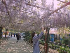 -嘉定紫藤园
