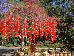 -深圳仙湖植物园