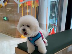 -帕帕拉兹宠物(亚洲旗舰店)