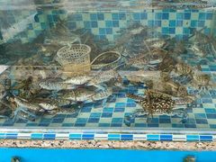 -俊江海鲜酒店(海陵岛白蒲市场店)