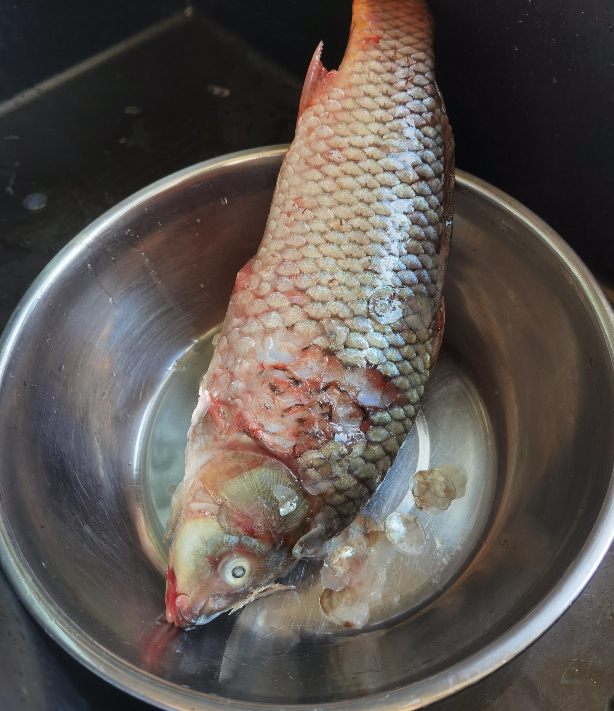 密云水库鱼